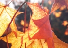 冬之色彩：冬日阳光穿过的叶子特辑 & 手机拍照测试2