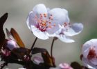 春风拂槛：路边的一棵海棠花