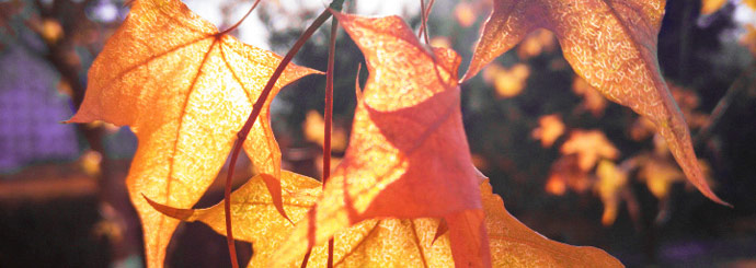冬之色彩：冬日阳光穿过的叶子特辑 & 手机拍照测试2